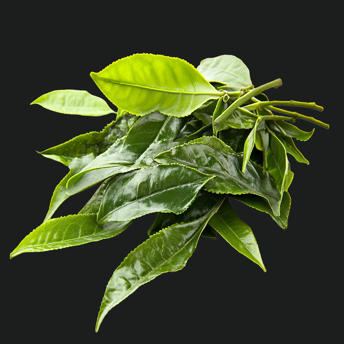 L-Theanine